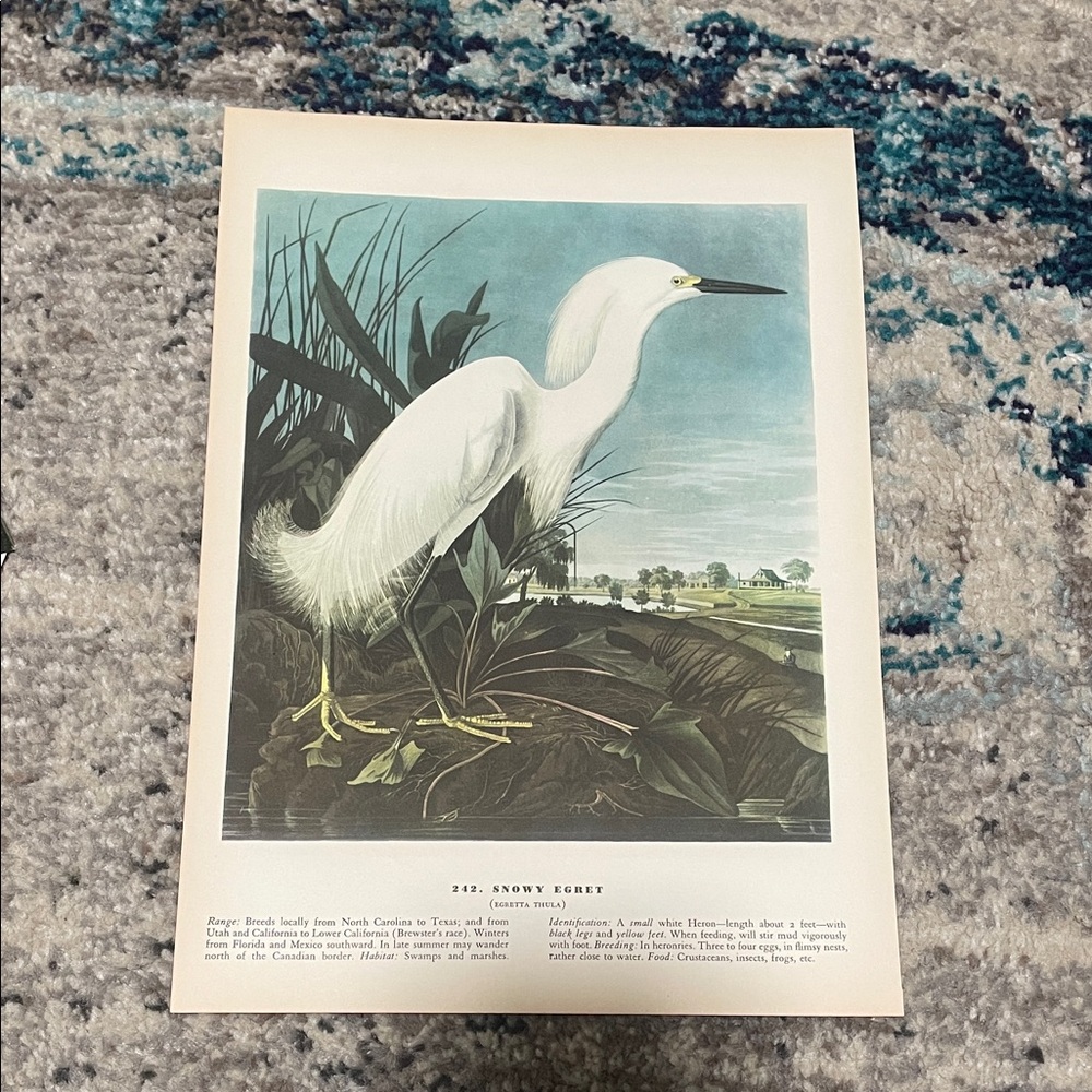 🖤5/$25 SALE Snowy Egret Art Print - White & Blue Nature Illustration